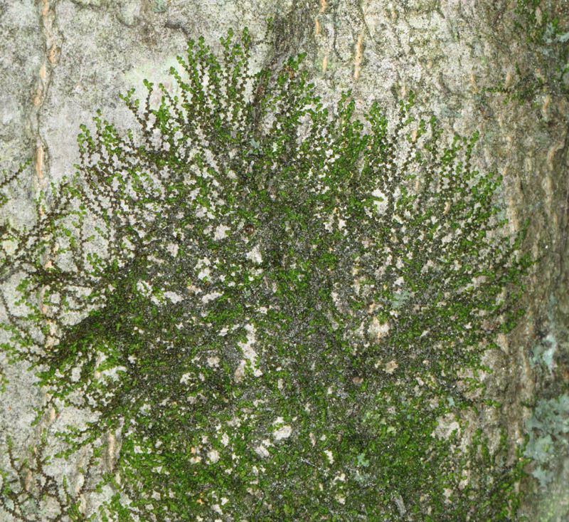 Frullania eboracensis
